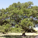 More nice trees