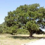Trees