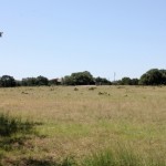 acreage