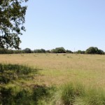 more acreage