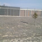 A barren field with sparse vegetation and a single small tree near a fenced building.