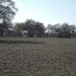 A dry, barren field with sparse trees under a clear sky.