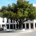 Large tree in front of white building.