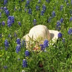 Straw hat among blooming blue flowers.