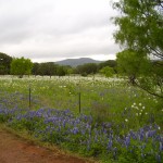 Field with wildflowers and distant hills.