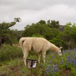 White llama grazing in a flowering field.