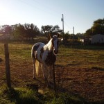 Horse standing in a sunlit field.
