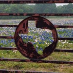 Texas-shaped design on metal gate, wildflowers background.