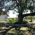 Large oak tree with a stone-bordered garden bed and a small house in the background.