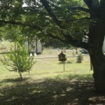 A large tree shading a grassy yard with a mailbox and a white shed in the background.